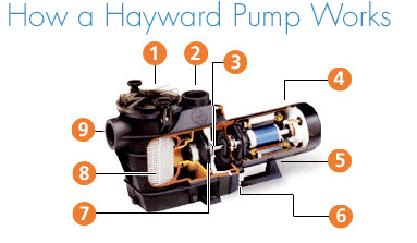 hayward swimming pool pumps features